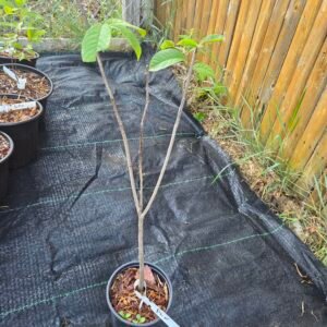 Pawpaw tree sapling