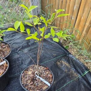 NH Native Buttonbush Sapling
