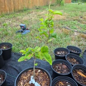 NH Native Crabapple sapling