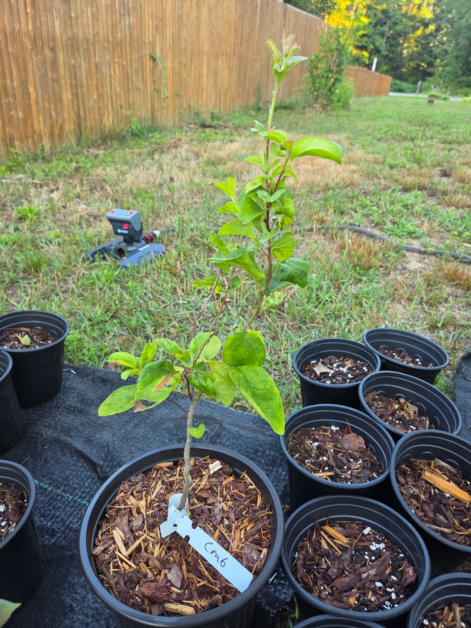 NH Native Crabapple sapling