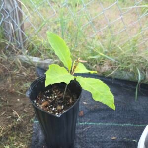 NH Native White Oak tree sapling